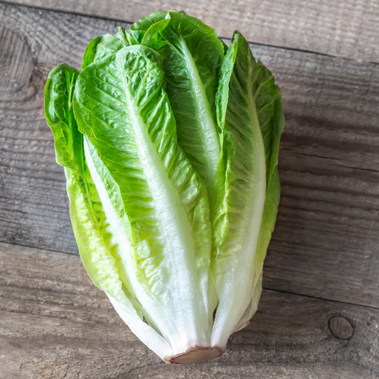 Lettuce - Romaine (Salvius - 6pk, live plants)