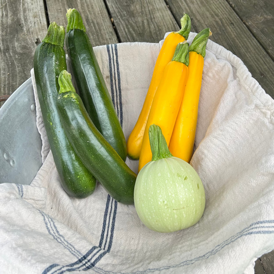 Zucchini