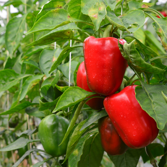 Pepper (Bell) – Sailfish (live plant)