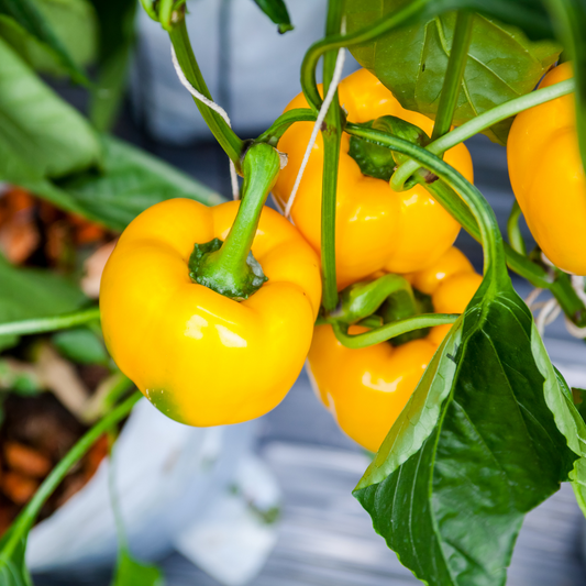 Pepper (Bell) – Flavorburst (live plant)