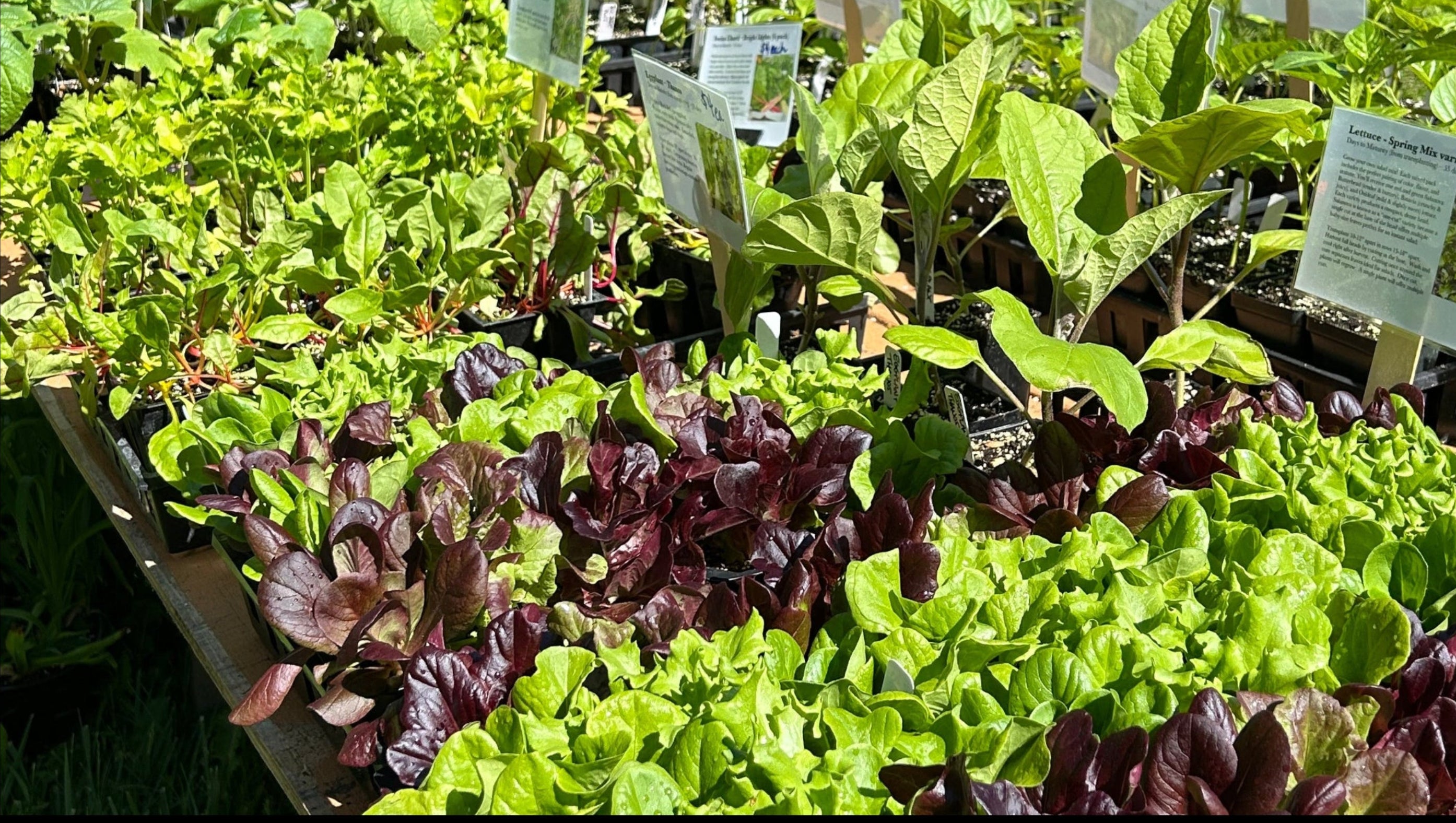 Young plants on a wagon surrounded by greenery.