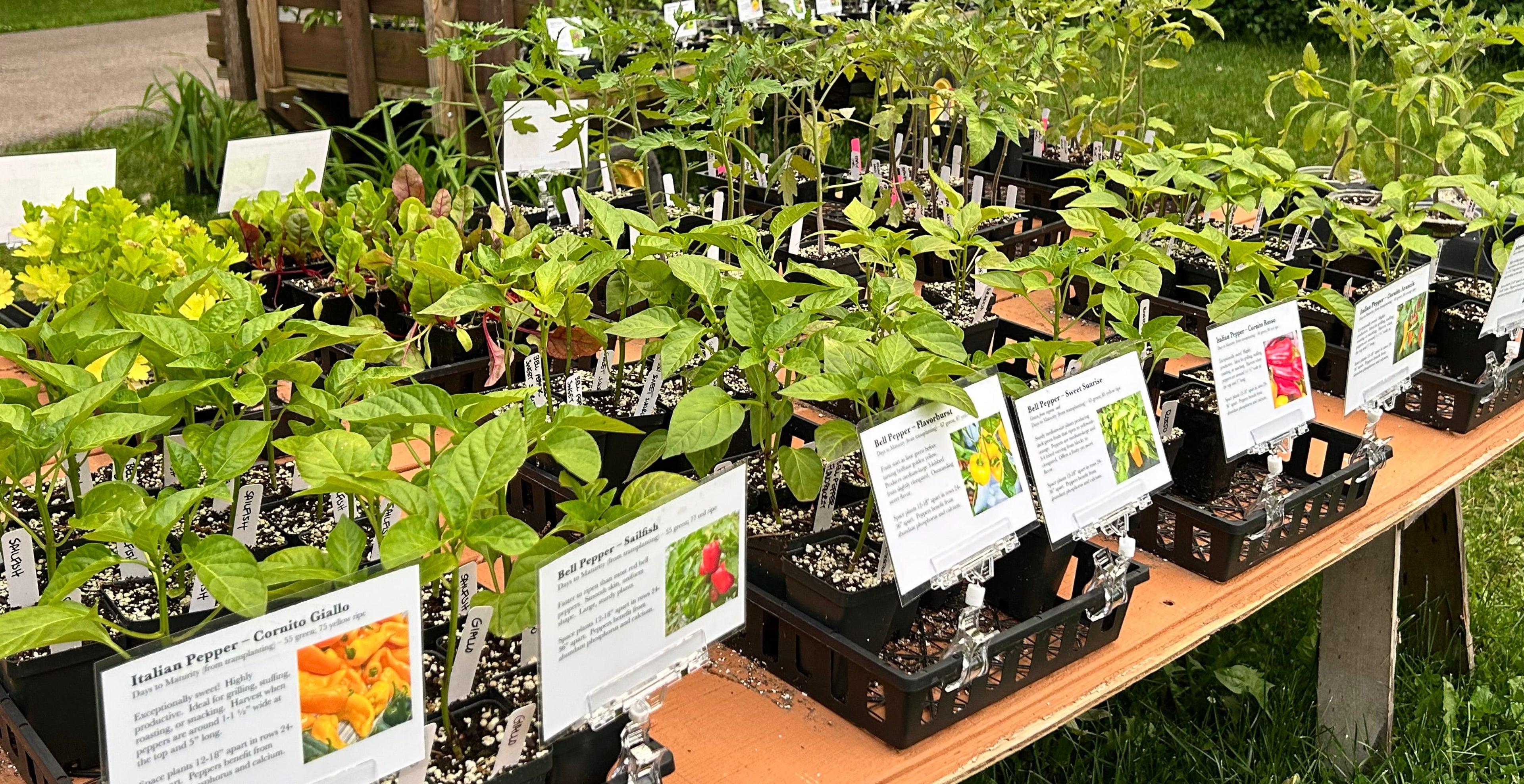 Table displaying seedling plants with labels outdoors on a grassy area.