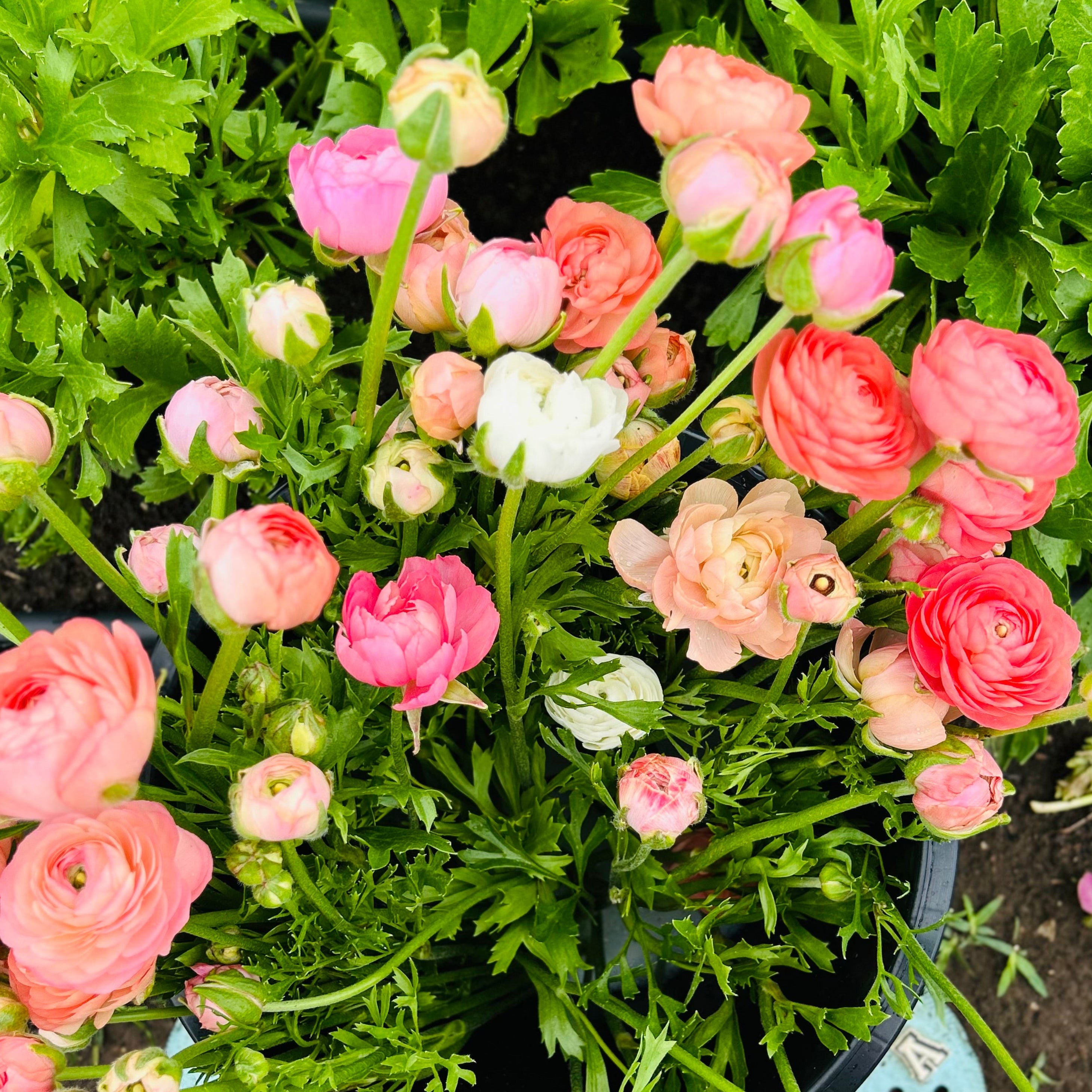 Pink and white flowers in a garden setting