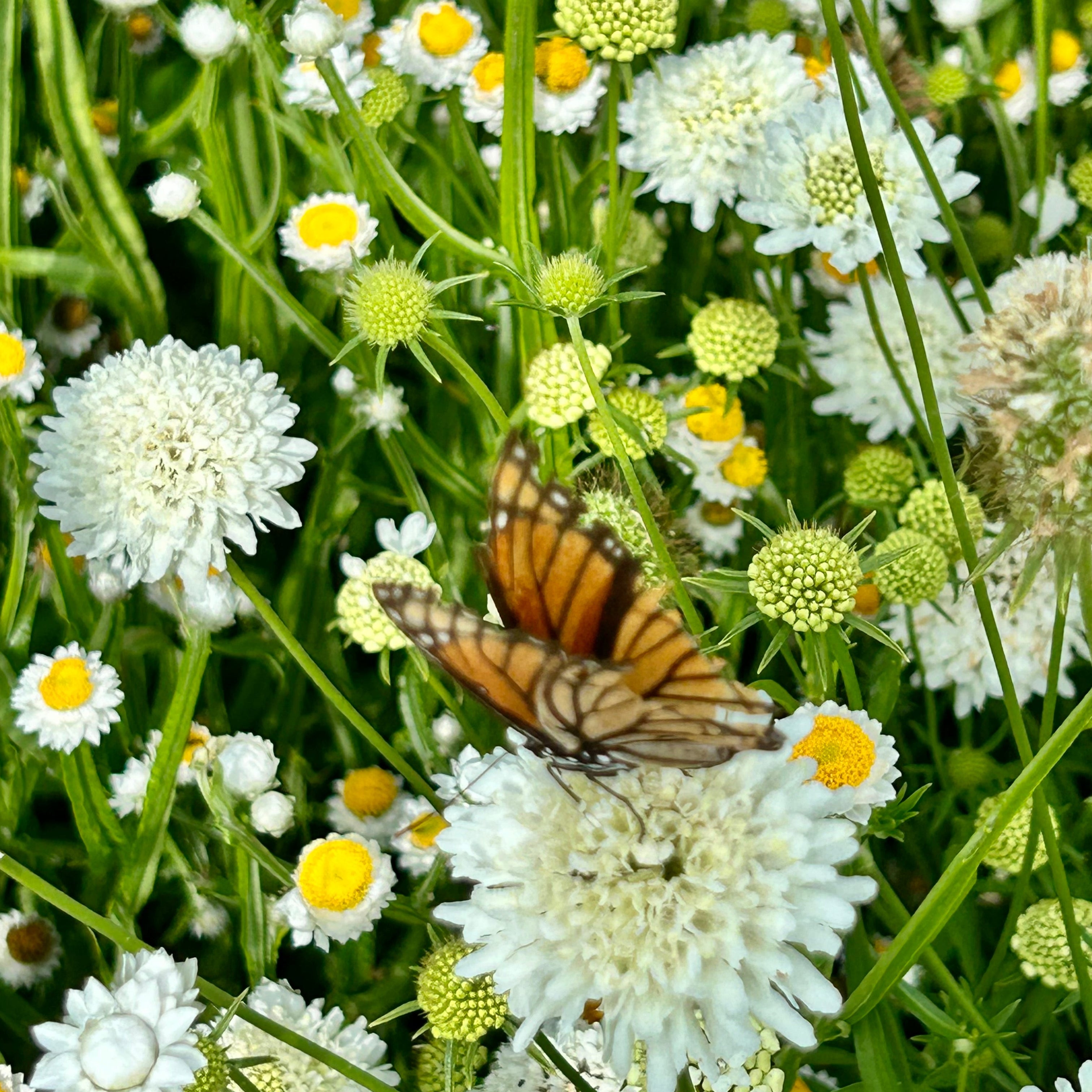 Butterfly on a white flower surrounded by green foliage and other flowers