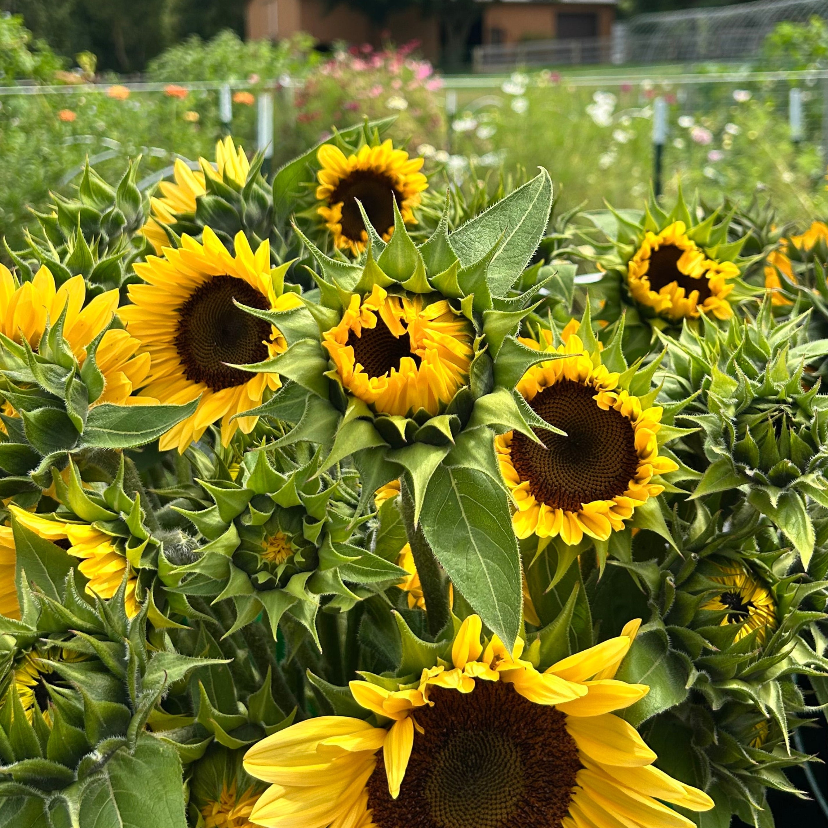 Bouquet of sunflowers 