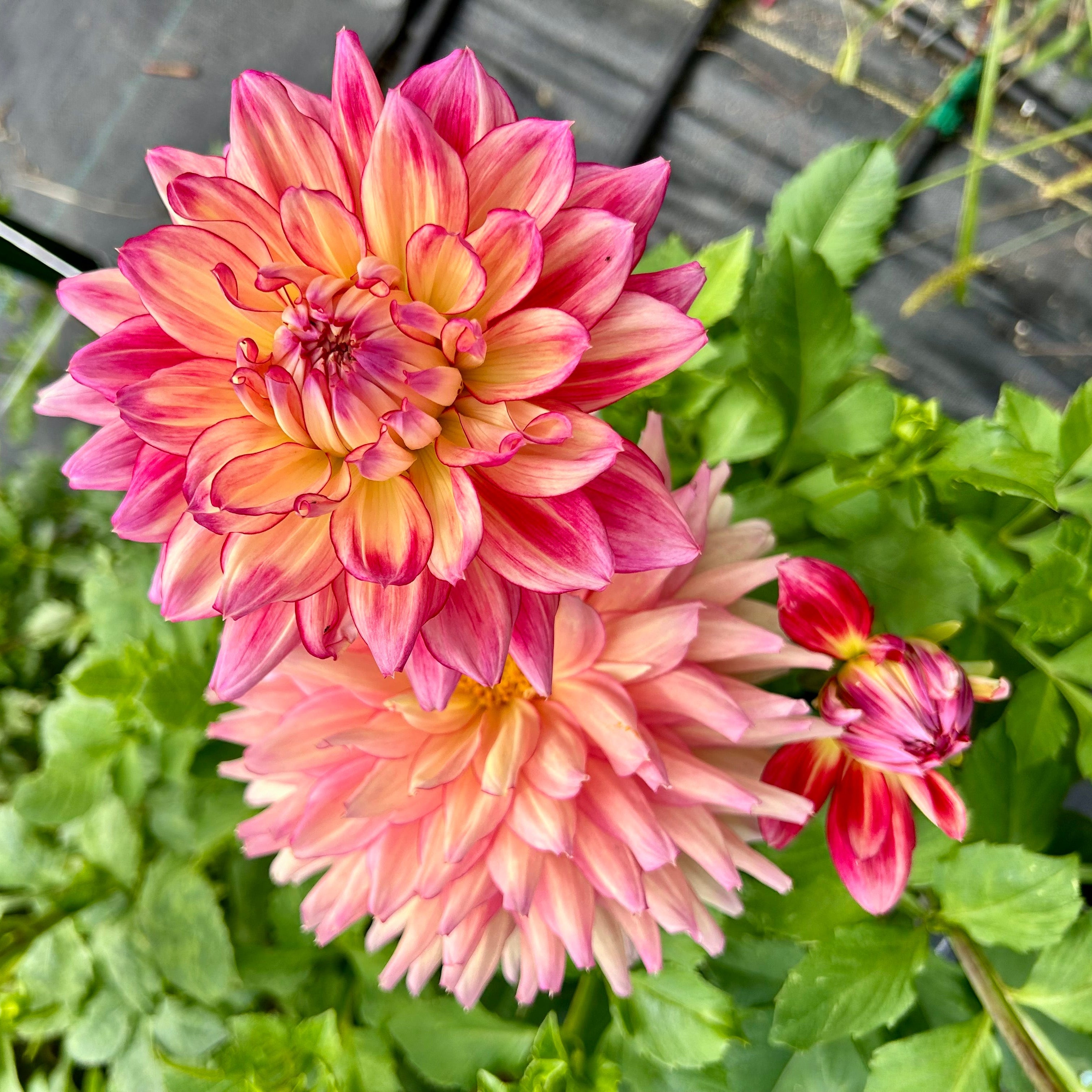 Two pink and yellow flowers with green leaves in the background