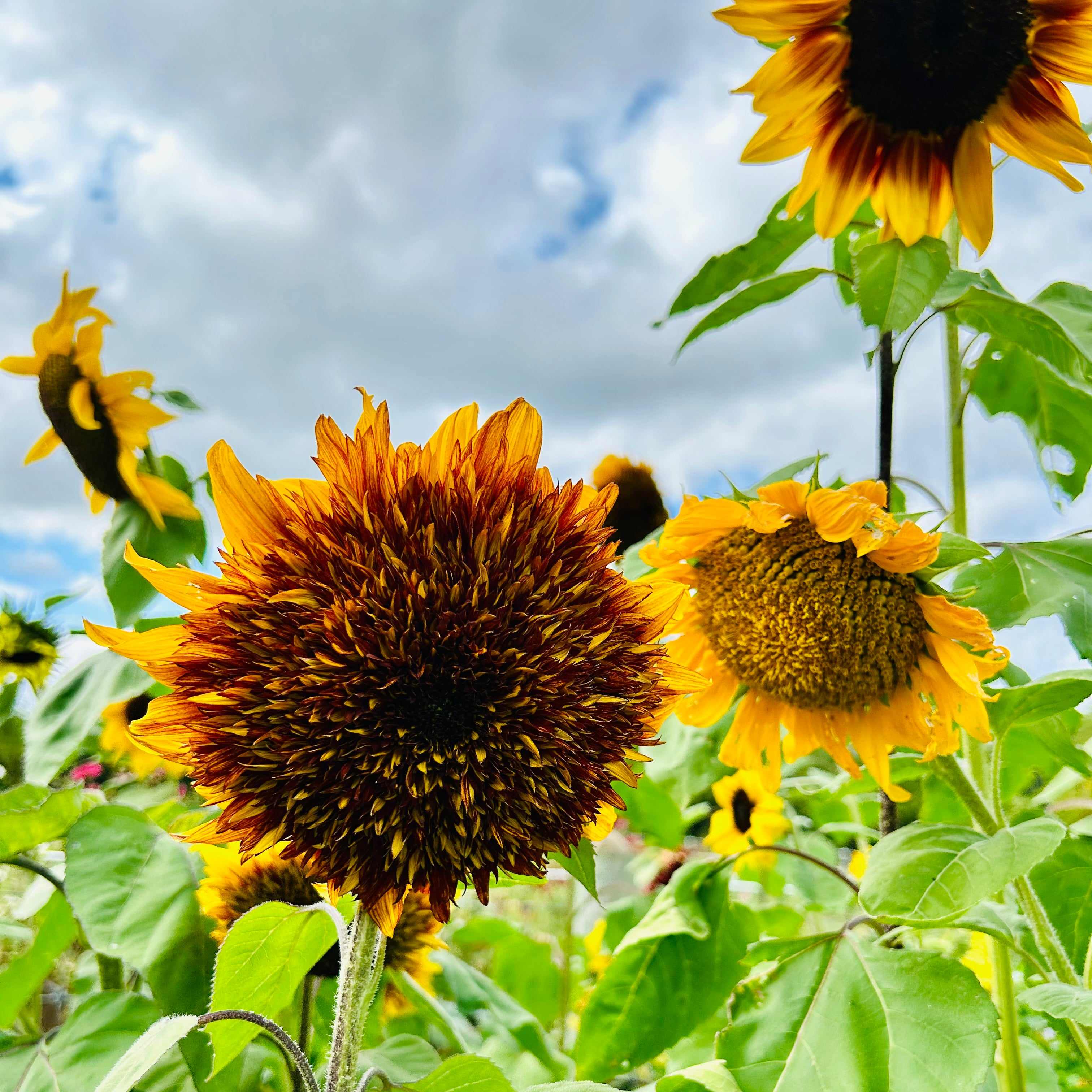 Sunflowers with a bee on a cloudy sky background