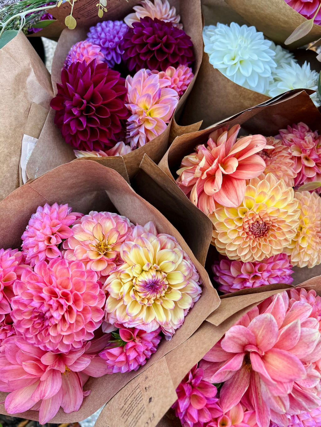 Jasper's Bouquet of the Month Club