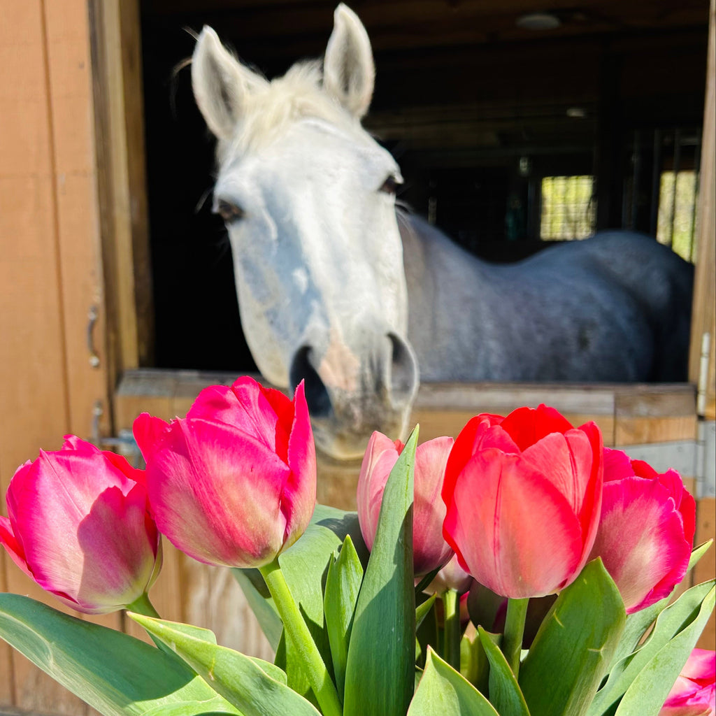 Jasper's Bouquet of the Month Club