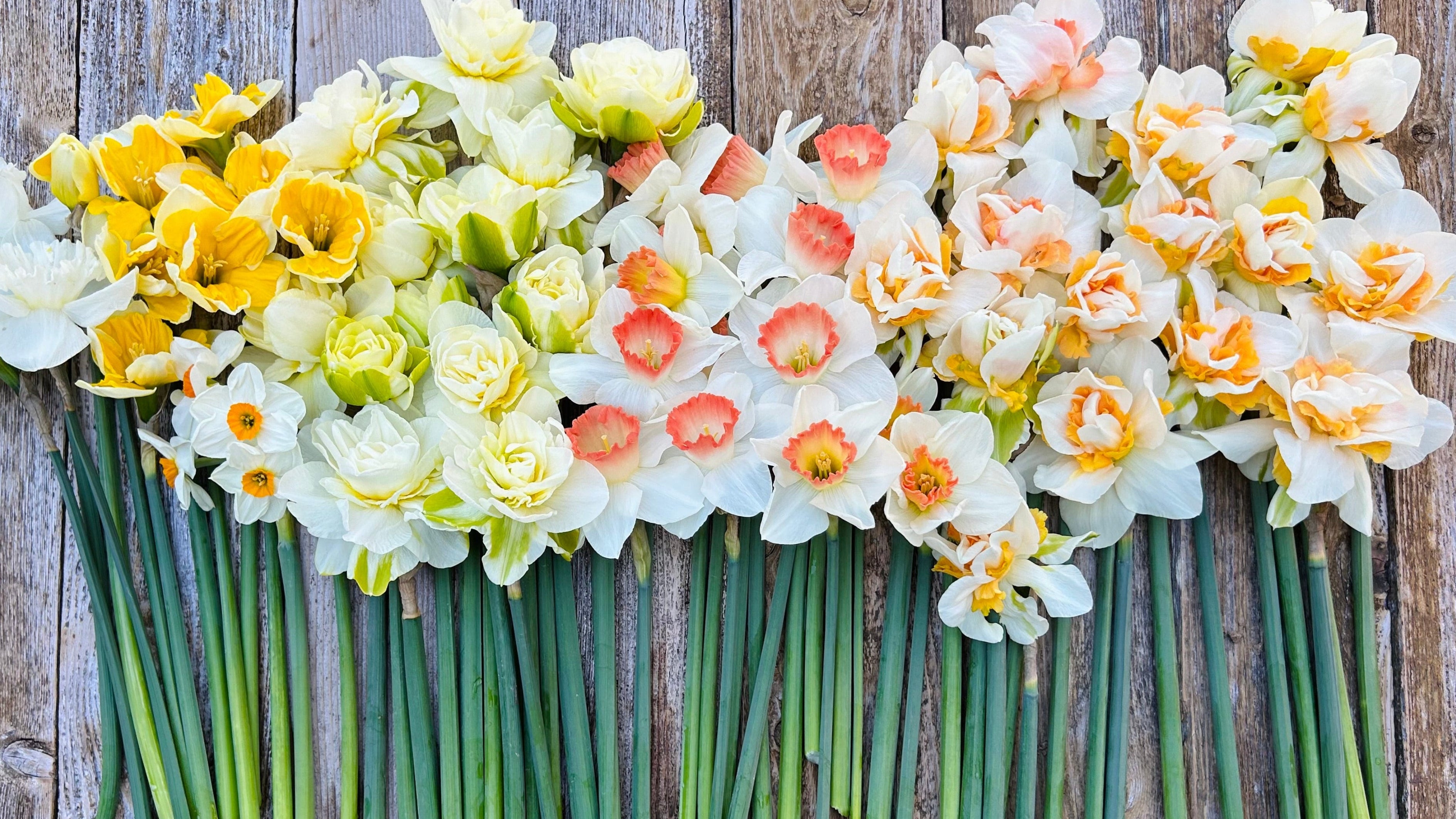 Arrangement of daffodils on a wooden surface