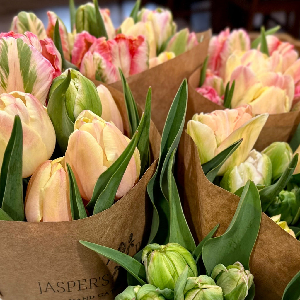 Tulip Pre-Order