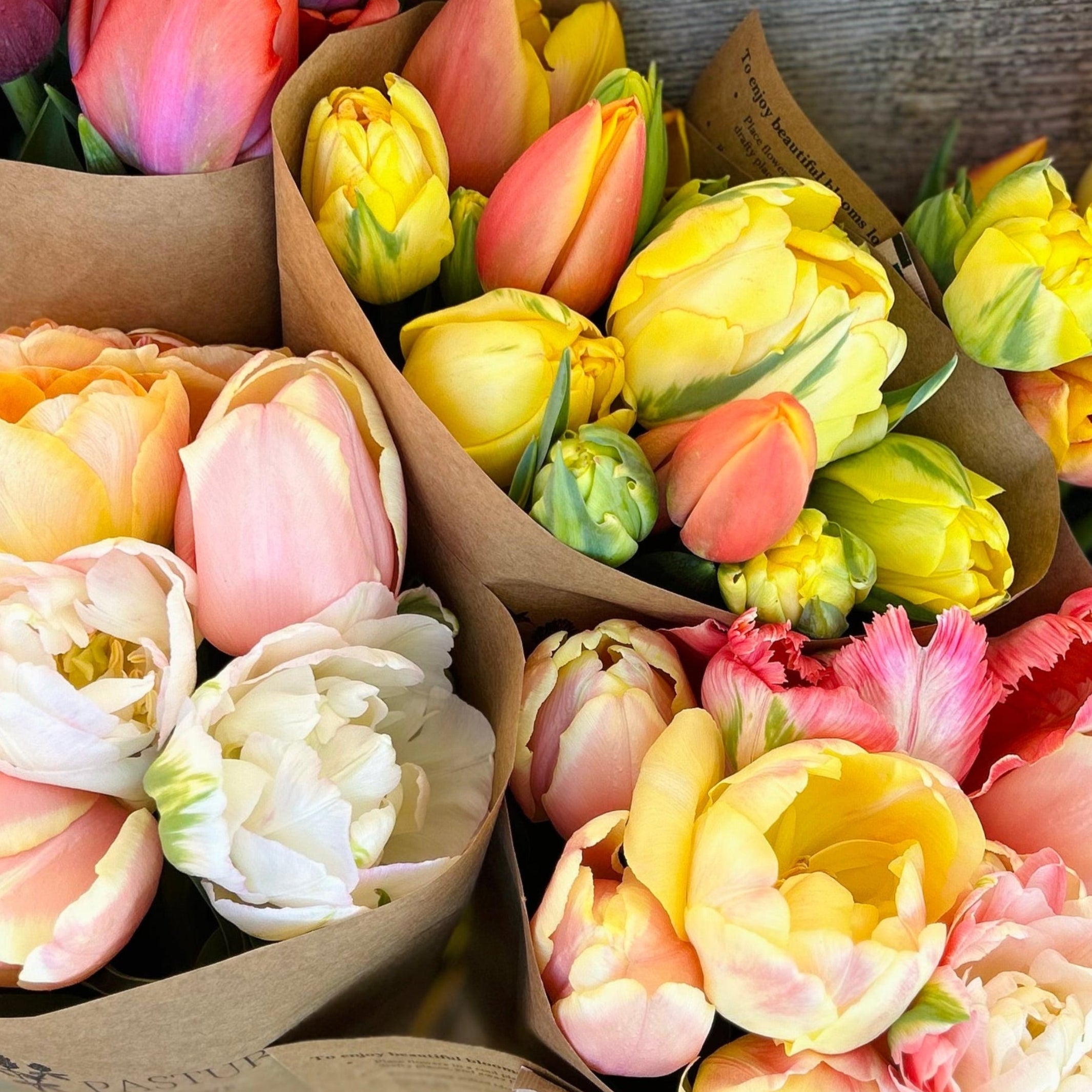 Tulip Pre-Order