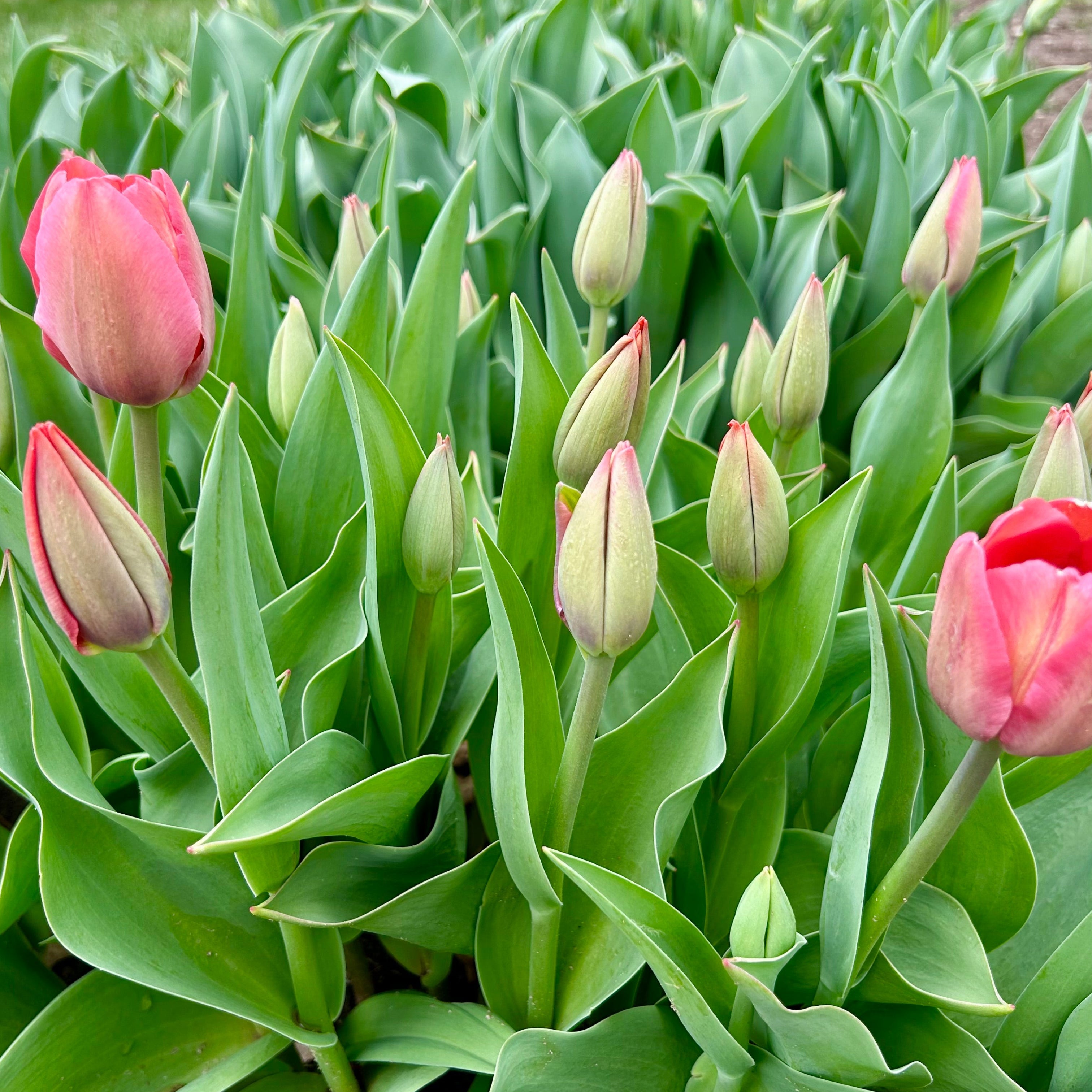 Pink tulips growing in garden.