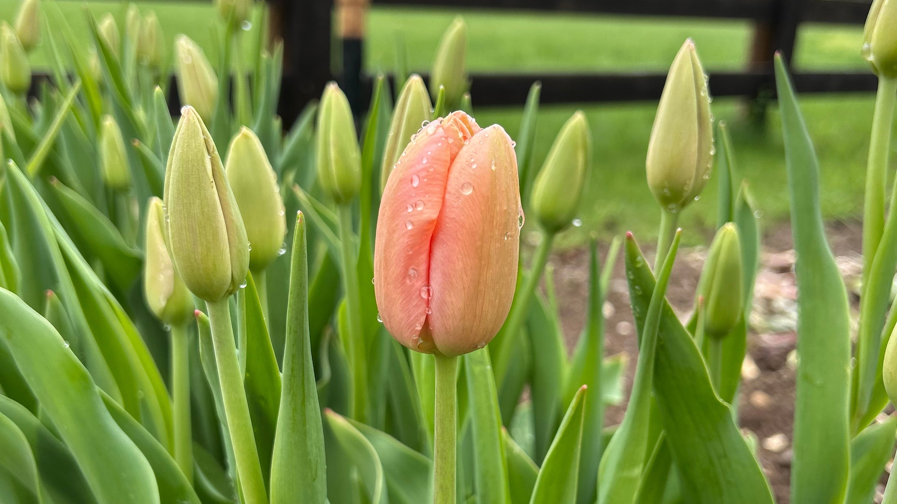 Pink tulip among green leaves with a blurred background