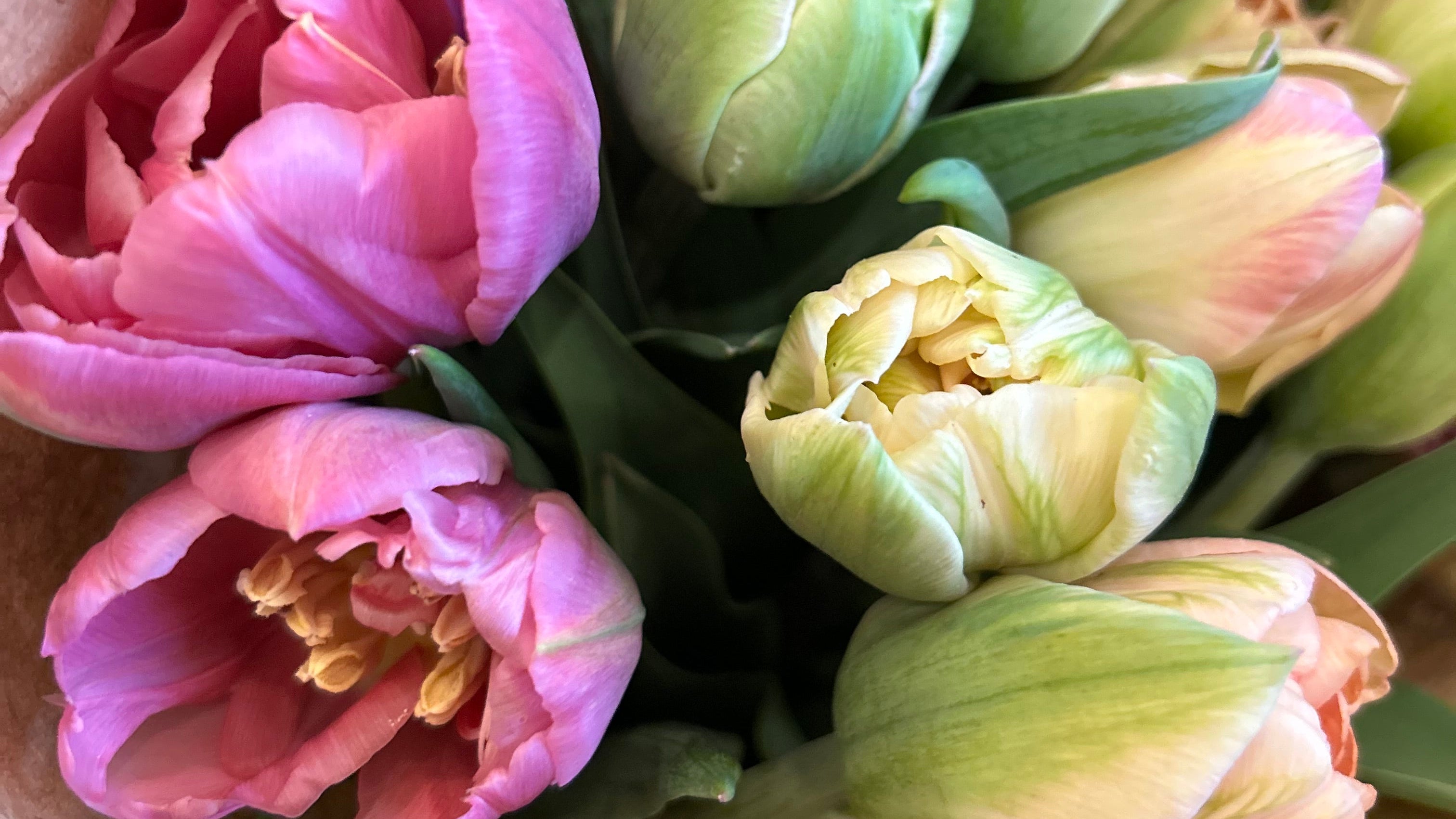 Bouquet of tulips wrapped in brown paper on a plain background
