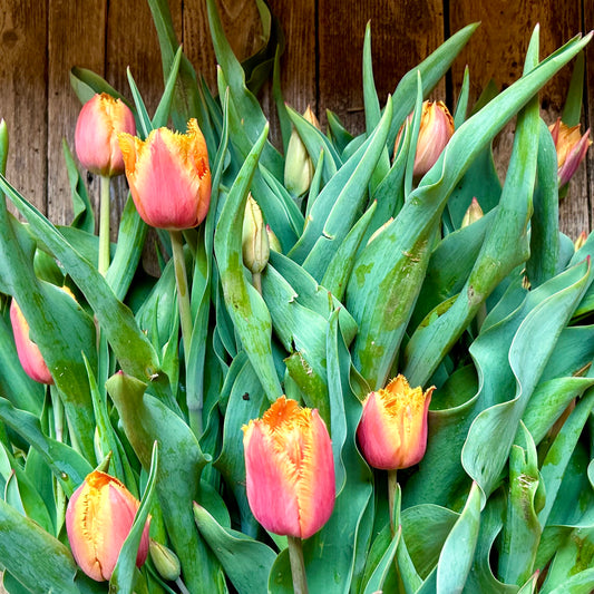 Tulip Bunch